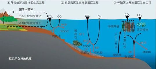 海洋負排放技術 焦念志院士領航，以海水養(yǎng)殖創(chuàng)新助力國家碳中和目標
